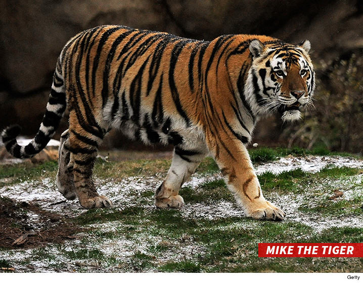 LSU's Tiger Beloved Mascot Diagnosed with Terminal Cancer