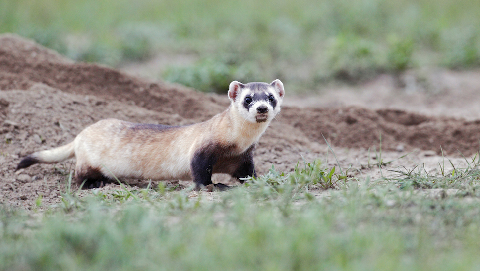 Government Will Use Drones to Release Vaccine-Covered M&Ms to Save Ferrets
