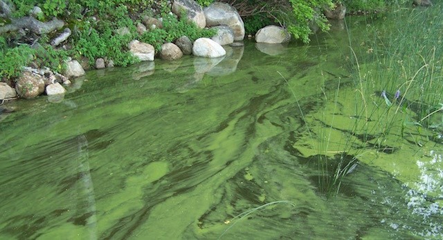 Blue-Green Algae (Cyanobacteria) and How it Can Harm Your Dog