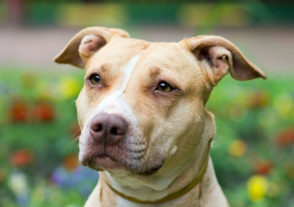 American Pit Bull Terrier Information and Photos