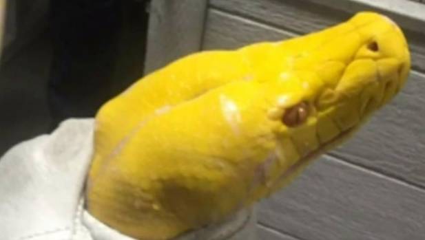 Diners scatter when man drops giant python in restaurant