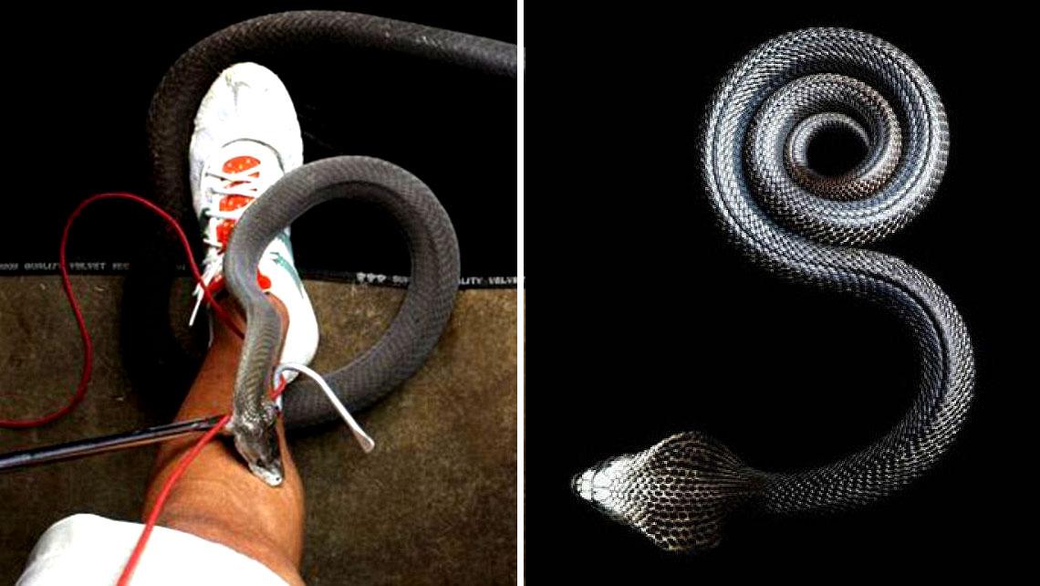Stunning Images of the World’s Most Venomous Snakes