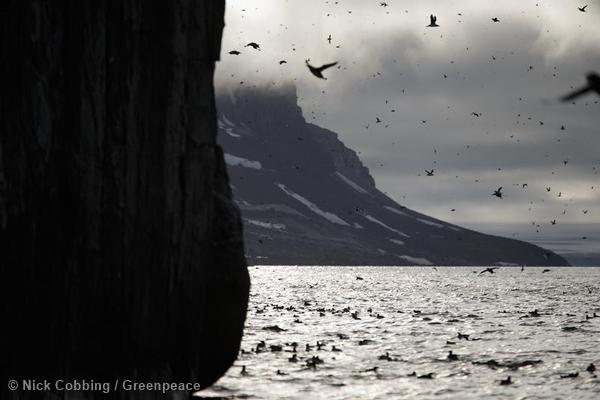 Protecting Lands: Creating an Arctic Sanctuary
